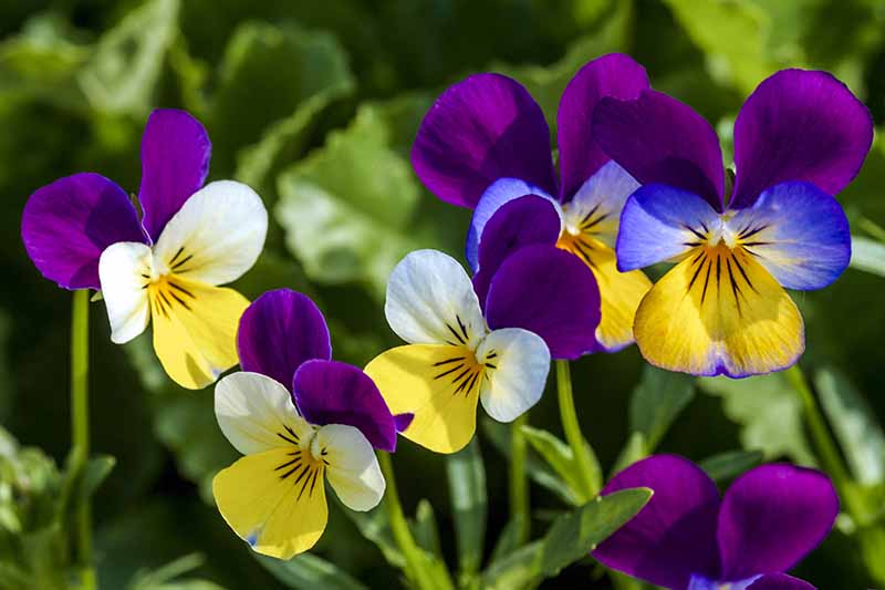 Un primer plano de violetas de diferentes colores que crecen en el jardín bajo el sol brillante que crece en el jardín.