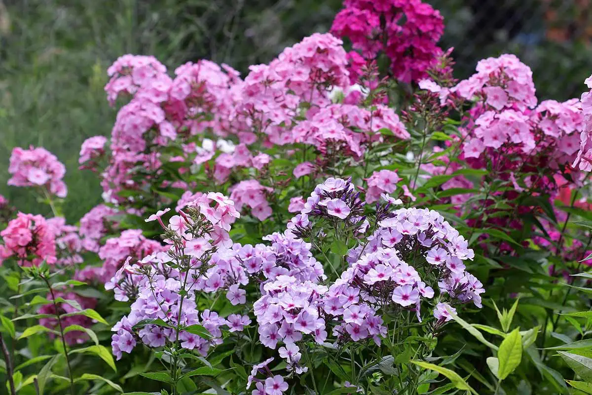 Una imagen horizontal de phlox de jardín colorido que crece en un borde floral representado en un fondo de enfoque suave.