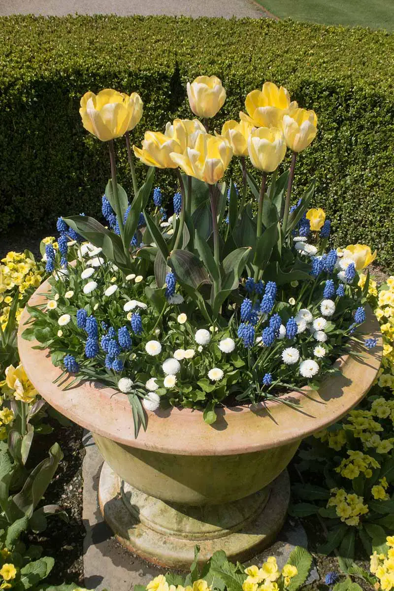 Una imagen vertical de cerca de una maceta de terracota con una variedad de flores de primavera diferentes puestas al aire libre bajo el sol brillante.