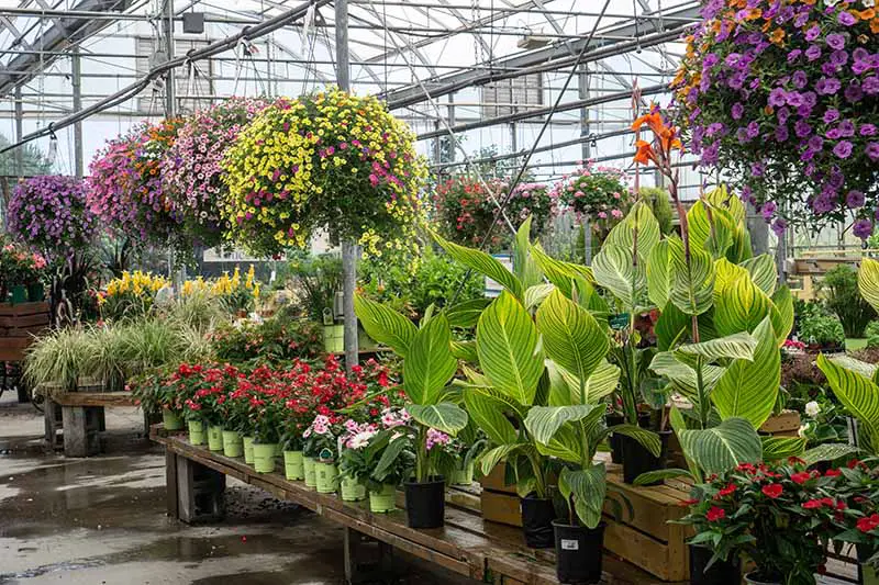 Una imagen horizontal de un gran vivero de plantas con una variedad de coloridas cestas colgantes y flores.