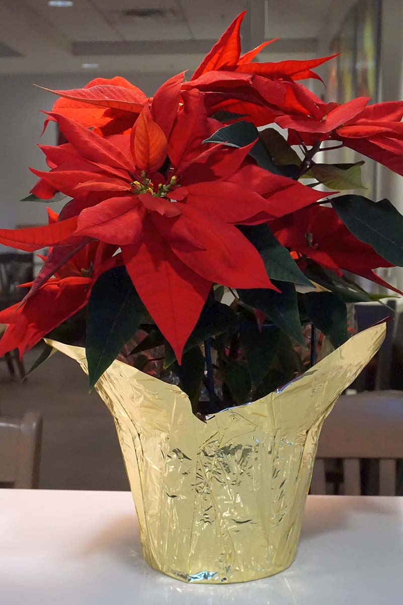 Una imagen vertical de cerca de una flor de Navidad que crece en una maceta con una cubierta de lámina decorativa dorada colocada sobre una superficie blanca representada en un fondo de enfoque suave.