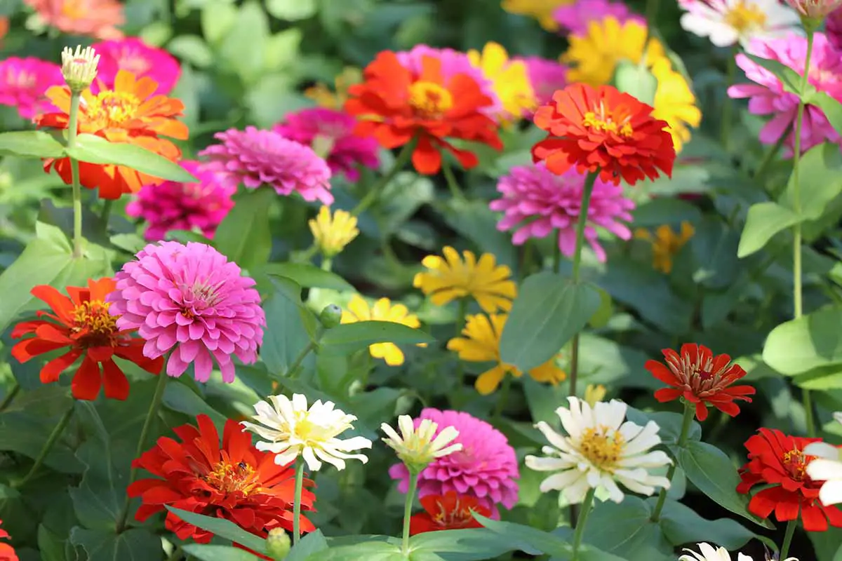 Una imagen horizontal de primer plano de coloridas flores de zinnia que crecen en el jardín.
