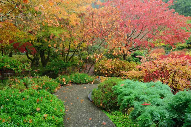A Japanese garden with leaves turning red and yellow and green grasses.