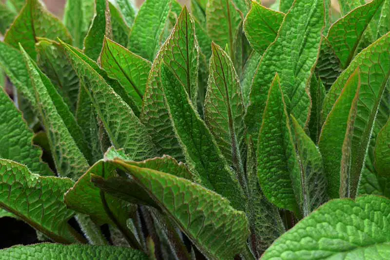Una imagen horizontal de primer plano de las hojas verde oscuro de Symphytum que crecen en el jardín.