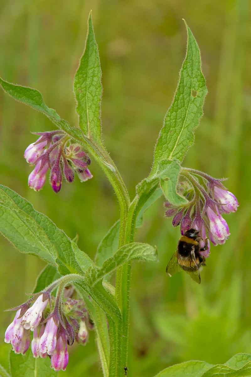 Un primer plano de un tallo de una planta de consuelda con hojas verdes y pequeñas flores de color púrpura con una abeja, sobre un fondo verde de enfoque suave.