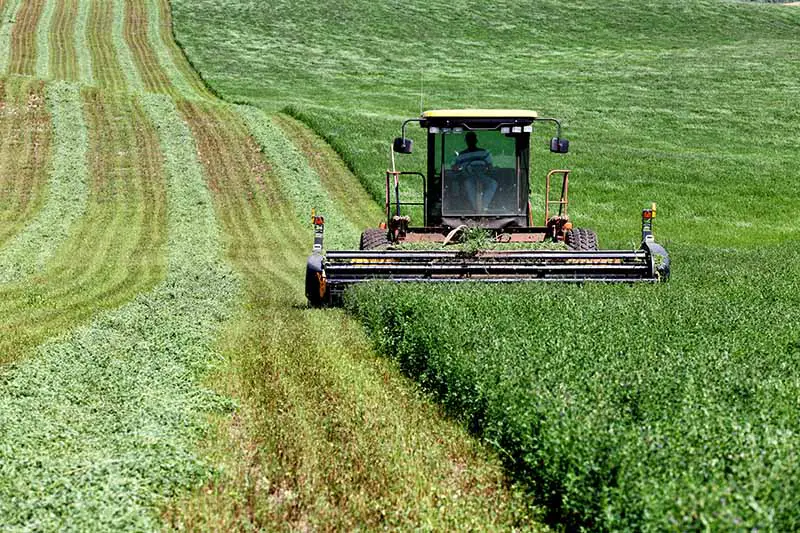 Una imagen horizontal de un agricultor cortando alfalfa en un campo comercial con un tractor.