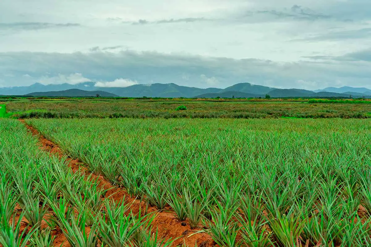 Una imagen horizontal de una gran plantación comercial de piña en los trópicos.