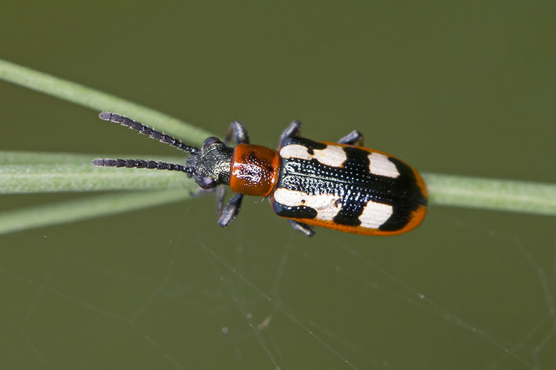 Una imagen horizontal de primer plano de un pequeño escarabajo negro, blanco y rojo en el tallo de una planta, representada en un fondo de enfoque suave.