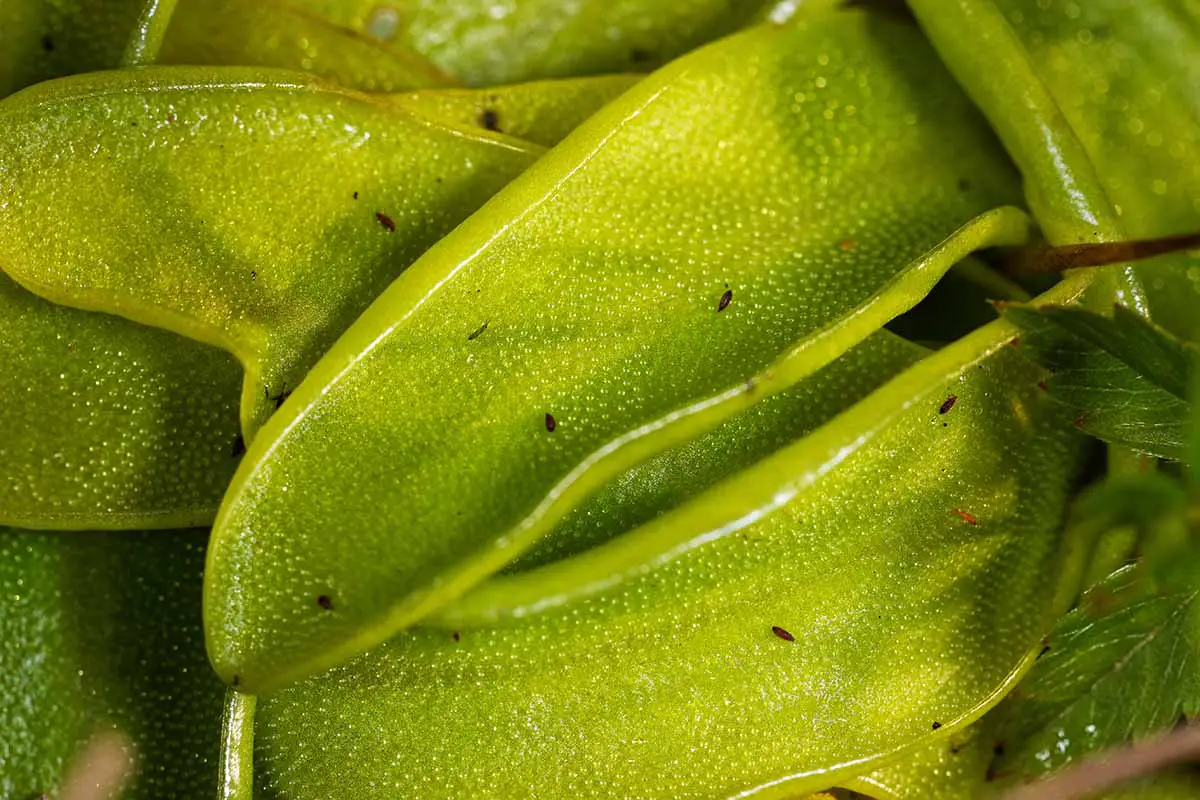 Una imagen horizontal de primer plano de las hojas de butterwort común (Pinguicula vulgaris) con insectos en la superficie del follaje.