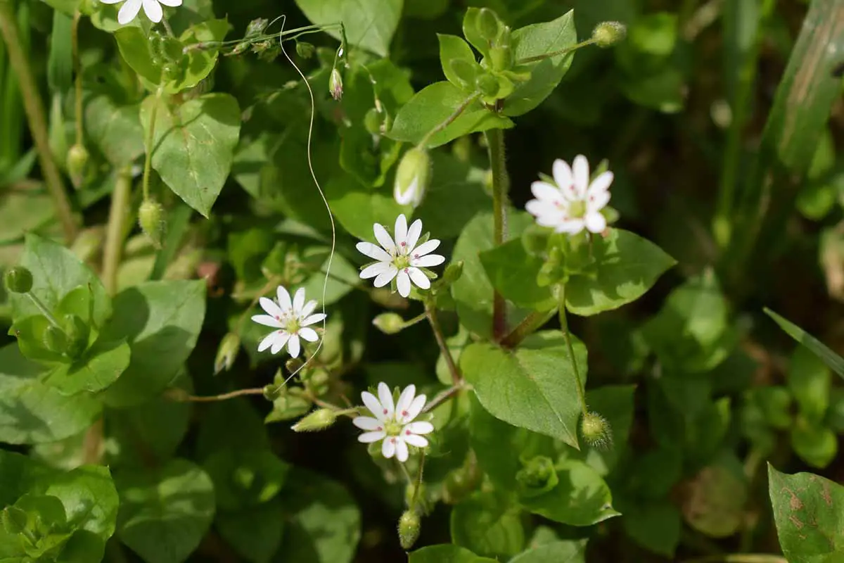 Una imagen horizontal de las pequeñas flores blancas de pamplina con follaje en foco suave en el fondo.