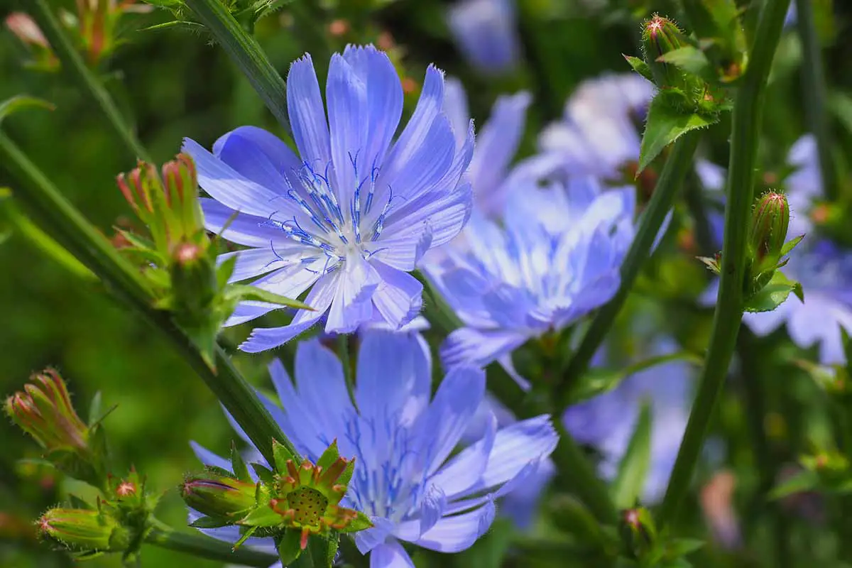 Una imagen horizontal de cerca de las flores de achicoria azul que crecen en el jardín en un fondo de enfoque suave.