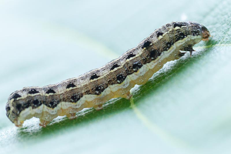 Una imagen horizontal de primer plano de un gusano cortador común en la superficie de una hoja.