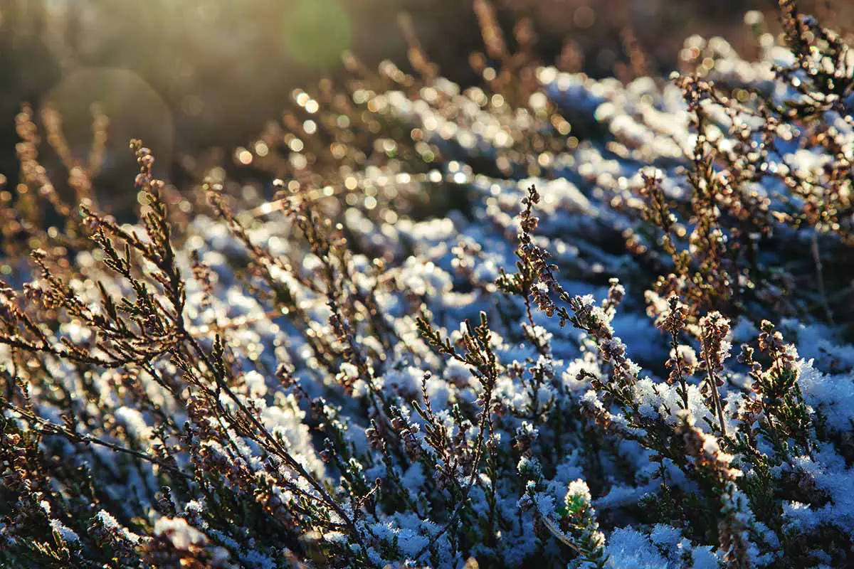 Una imagen horizontal de primer plano del brezo que crece en el jardín con una ligera capa de nieve fotografiada bajo el sol de la tarde.