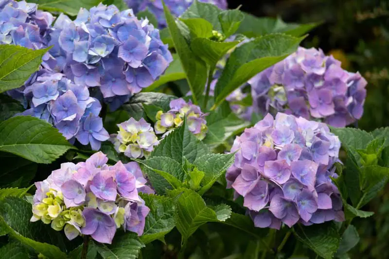 Una imagen horizontal de primer plano de las flores moradas y azules de la hortensia de cabeza de fregona común que crece en el jardín.