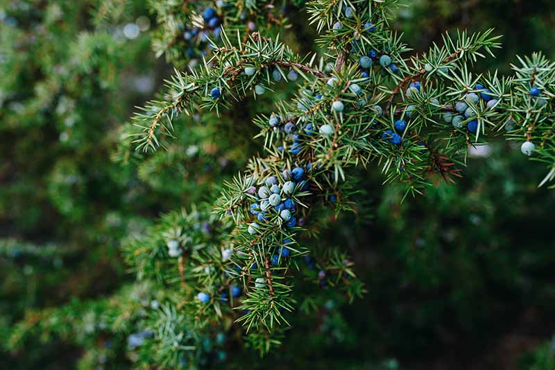 Una imagen horizontal de primer plano de un arbusto Juniperus communis con bayas maduras e inmaduras en las ramas representadas en un fondo de enfoque suave.