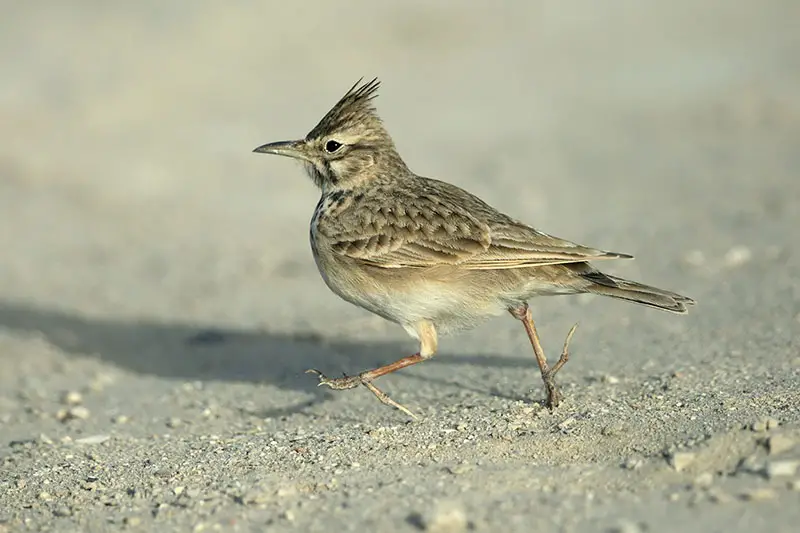 Una imagen horizontal de cerca de una pequeña alondra (pájaro) caminando por el suelo, representada en un fondo de enfoque suave.