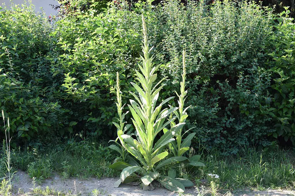 Una imagen horizontal de gordolobo común que crece al lado de una calle con arbustos al fondo.