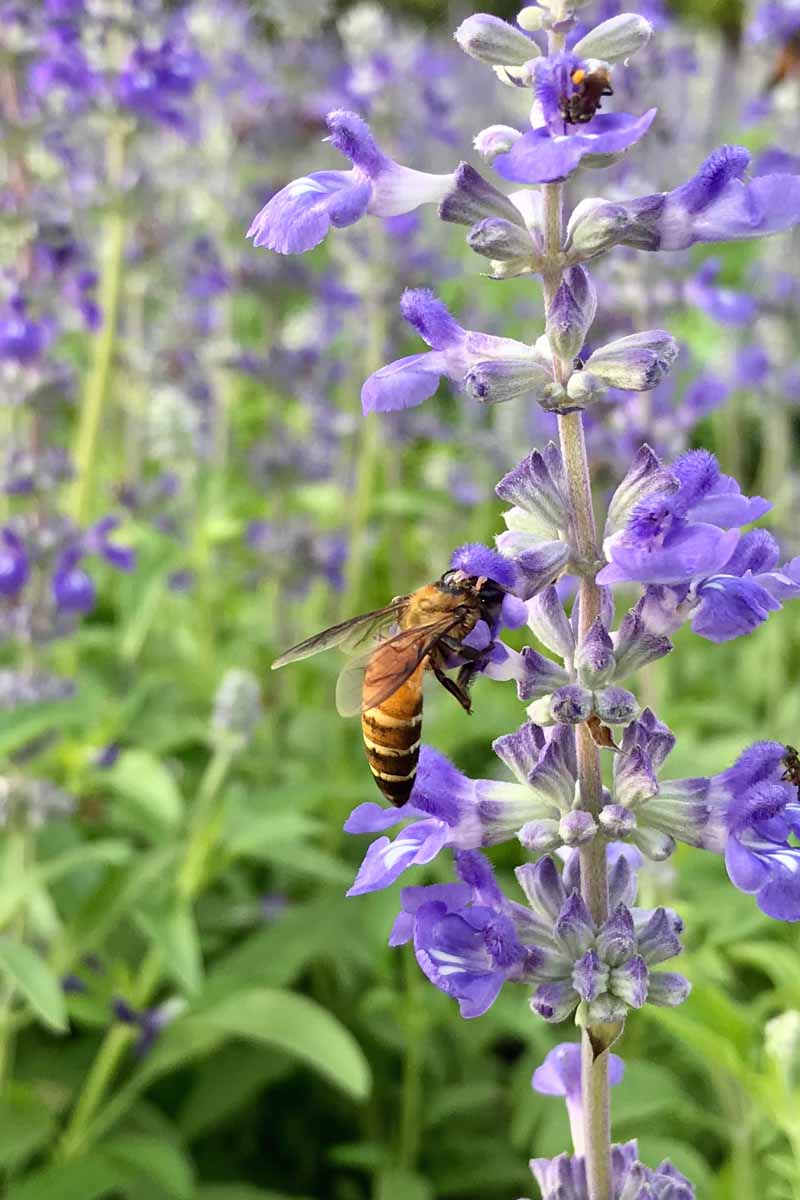 Cerca de las flores moradas de salvia común con una abeja aterrizando en las flores recogiendo polen.
