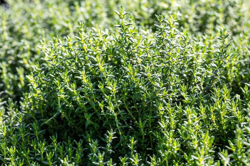 Una imagen horizontal de cerca de Thymus vulgaris creciendo en un jardín soleado.