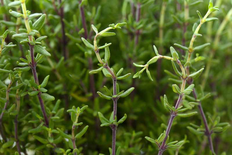 Una imagen horizontal de primer plano del follaje verde claro y los tallos morados del tomillo común que crece en el jardín.