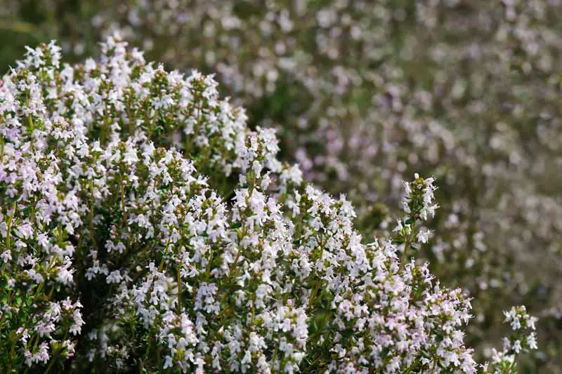 Una imagen horizontal de primer plano del tomillo común (Thymus vulgaris) en plena floración.