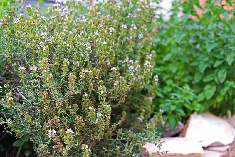 Una imagen horizontal de cerca de Thymus vulgaris creciendo en un jardín de hierbas de cocina en un fondo de enfoque suave.