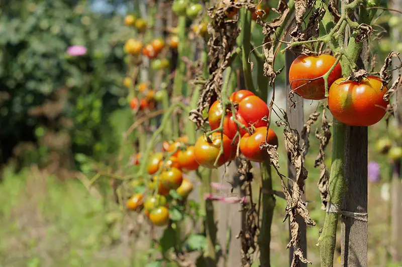 Una imagen horizontal de plantas de tomate que sufren enfermedades y comienzan a morir, representadas bajo un sol brillante que se desvanece en un enfoque suave en el fondo.
