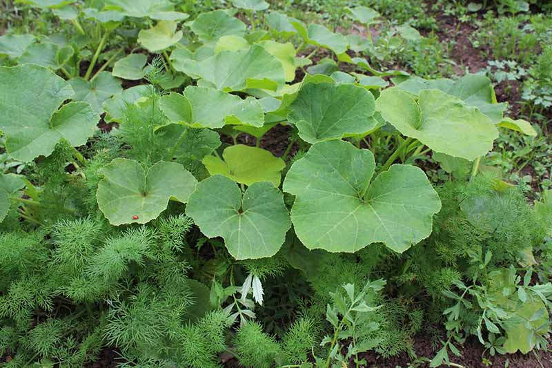 Un primer plano de las plantas de calabaza que crecen en el jardín rodeadas de Anethum graveolens como planta compañera.