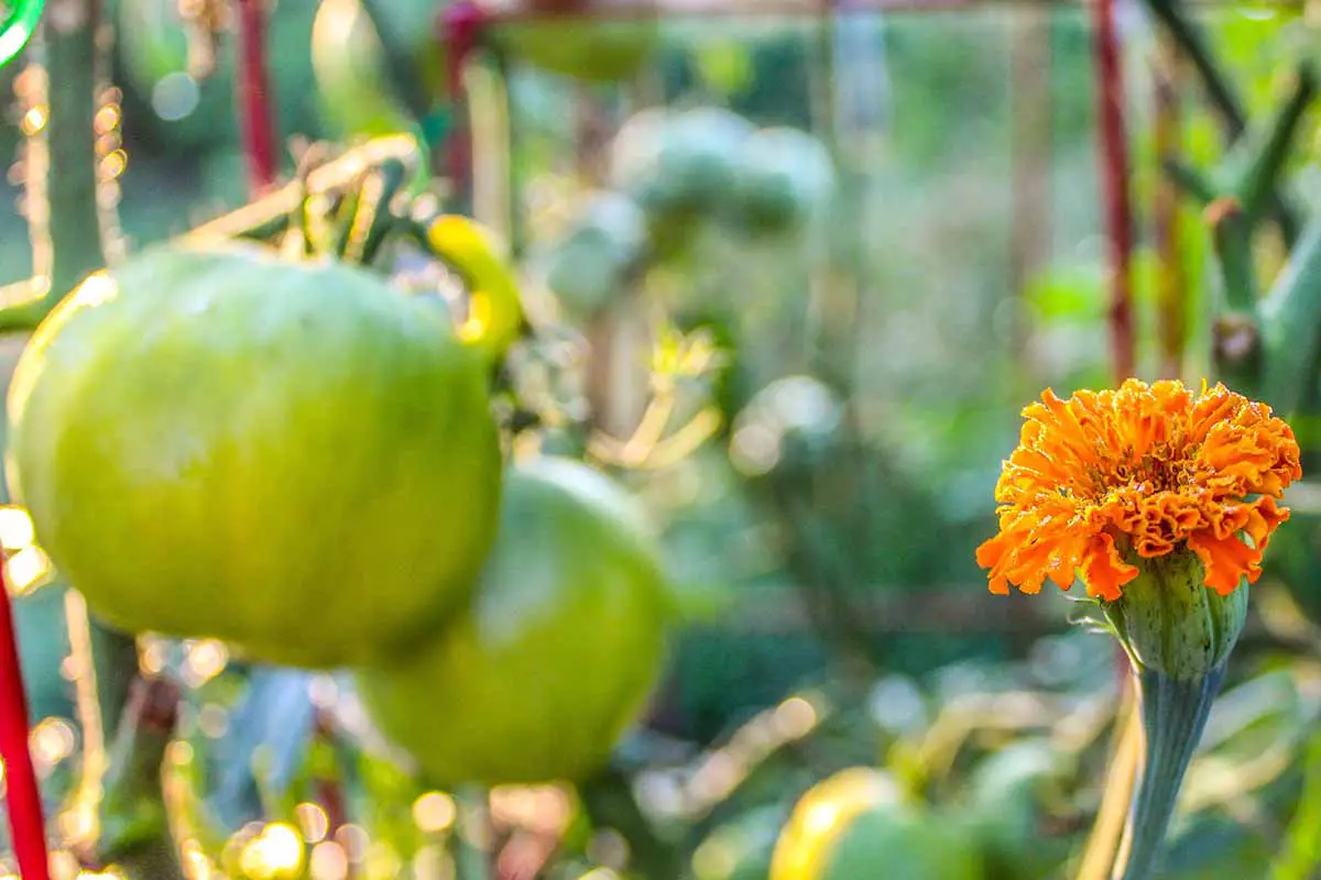 Una imagen horizontal de primer plano de una flor que crece junto a un tomate verde inmaduro, representada en un fondo de enfoque suave.