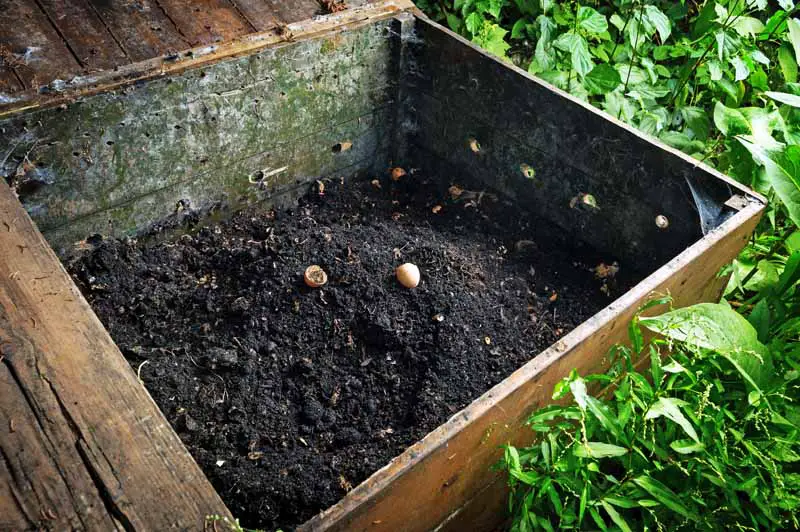 Un contenedor de compost de madera con compost envejecido con hongos (champiñones) que crecen en la parte superior y sustentan una plétora de vida microbiana.