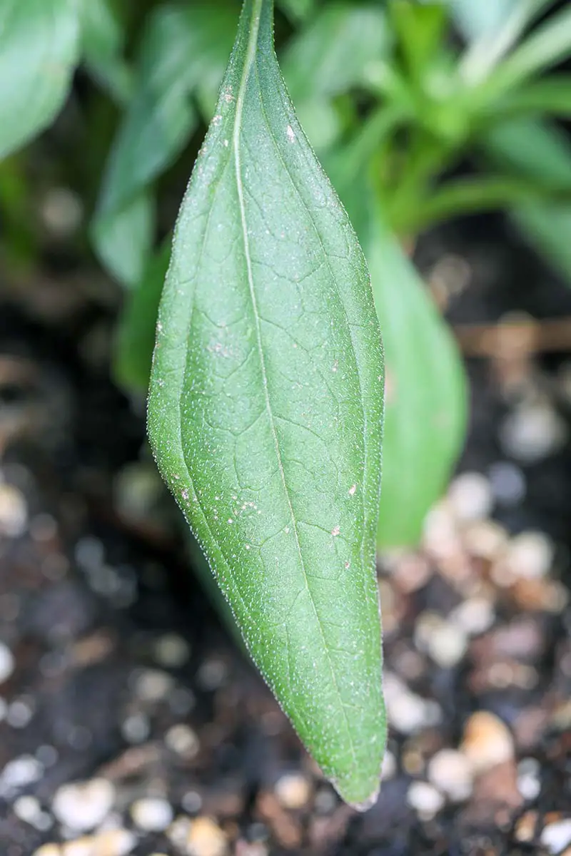 Una imagen vertical de primer plano del follaje de una planta de equinácea representada en un fondo de enfoque suave.