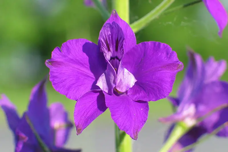 Una imagen horizontal de primer plano de la flor púrpura brillante de Consolida orientalis que crece en el jardín fotografiada bajo el sol brillante sobre un fondo verde de enfoque suave.