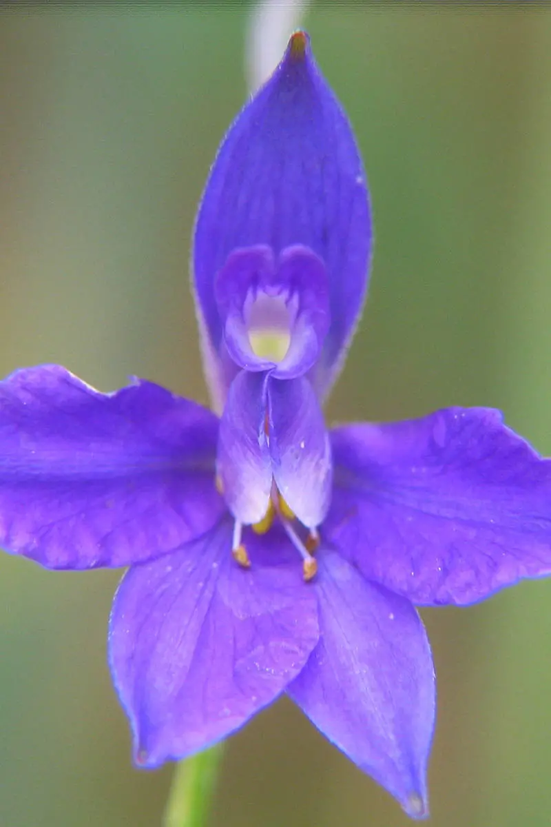 Una imagen vertical de cerca de una flor azul de Consolida regalis representada en un fondo de enfoque suave.
