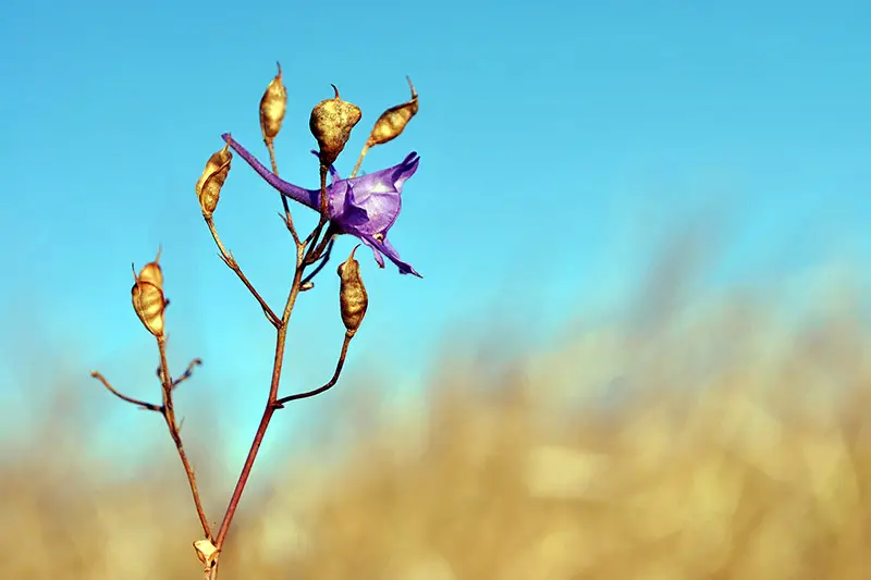 Una imagen horizontal de primer plano de la flor morada vertical y las vainas de semillas de Consolida regalis que crecen en el jardín representadas en un fondo azul de enfoque suave.