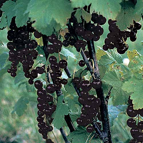 Un primer plano de un montón de grosellas negras 'Consort' que crecen en el arbusto rodeado de follaje.