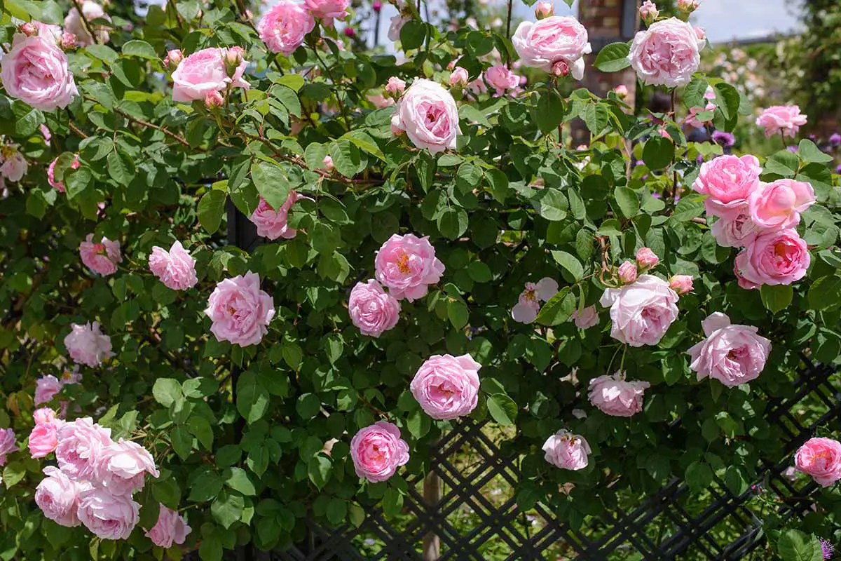 Una imagen horizontal de rosas rosadas 'Constance Spry' trepadoras en una valla de plástico representada bajo el sol brillante.