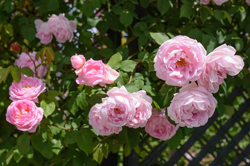 Una imagen horizontal de primer plano de las flores rosadas 'Constance Spry' que crecen en el jardín.
