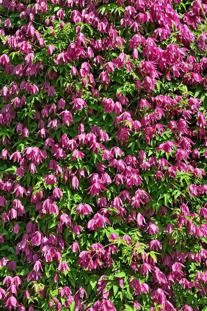 Una imagen vertical de una masa de flores de color rosa brillante 'Constance' que contrastan con las hojas verdes que las rodean bajo la luz del sol.