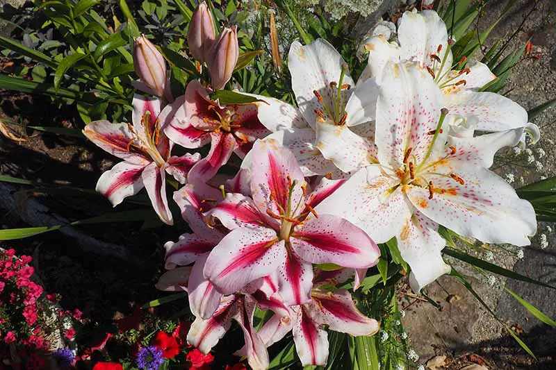 Una imagen de arriba hacia abajo de las flores de lirio que crecen en un recipiente en el jardín.  A la izquierda del marco, las flores son bicolores de color rosa claro y oscuro, a la derecha hay flores blancas con manchas de color rosa claro.