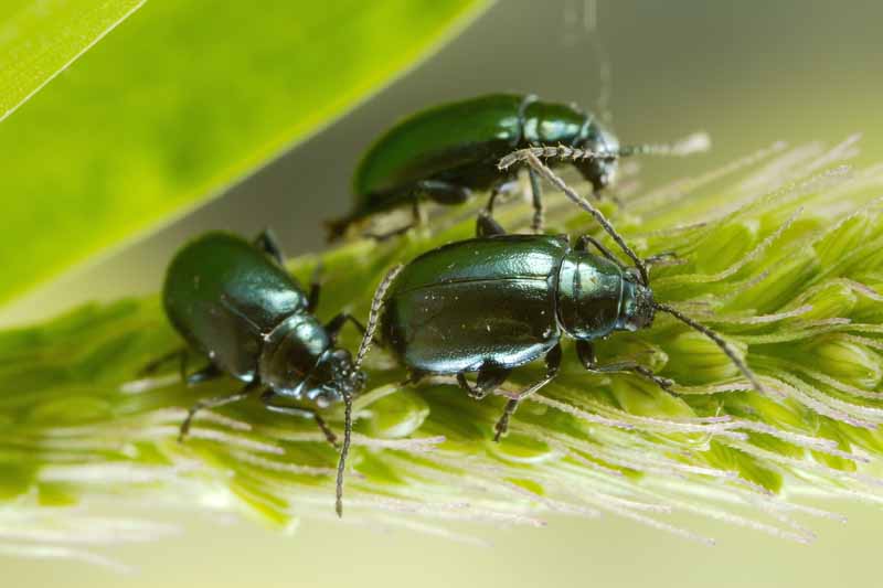 Tres escarabajos pulgas verdes arrastrándose sobre un tallo de trigo.