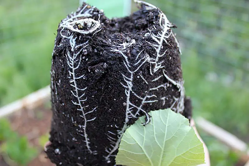 Un primer plano de un cepellón de un pequeño trasplante con tierra alrededor de las diminutas raíces.