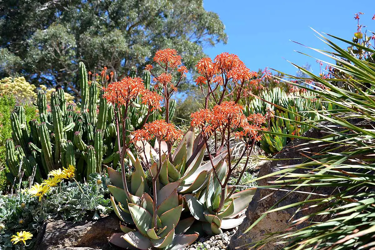 Una imagen horizontal de un jardín lleno de cactus y especies suculentas representadas bajo un sol brillante sobre un fondo de cielo azul.