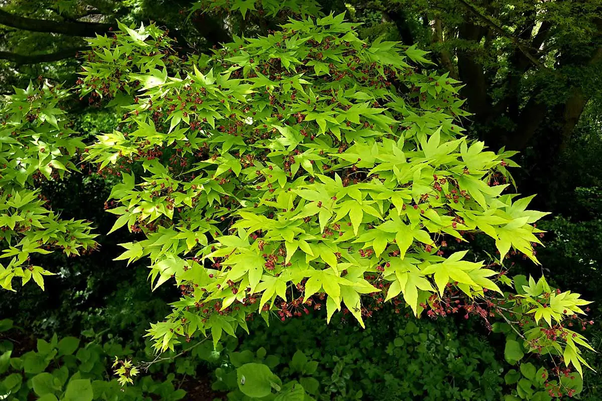 Una imagen horizontal de primer plano del follaje verde de Acer palmatum 'Sango-Kaku' que crece en el jardín.