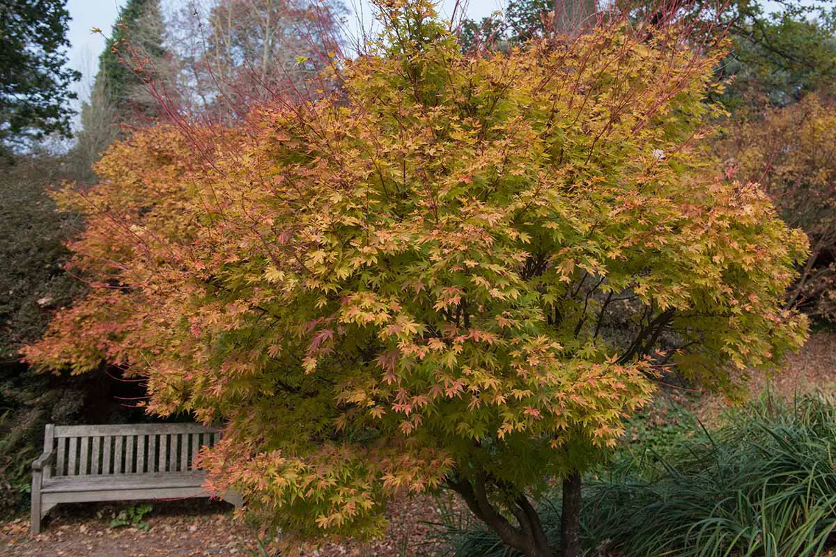 Una imagen horizontal de primer plano de un árbol de arce japonés de corteza de coral con colores de otoño que crecen en el jardín con un banco del parque en el fondo.