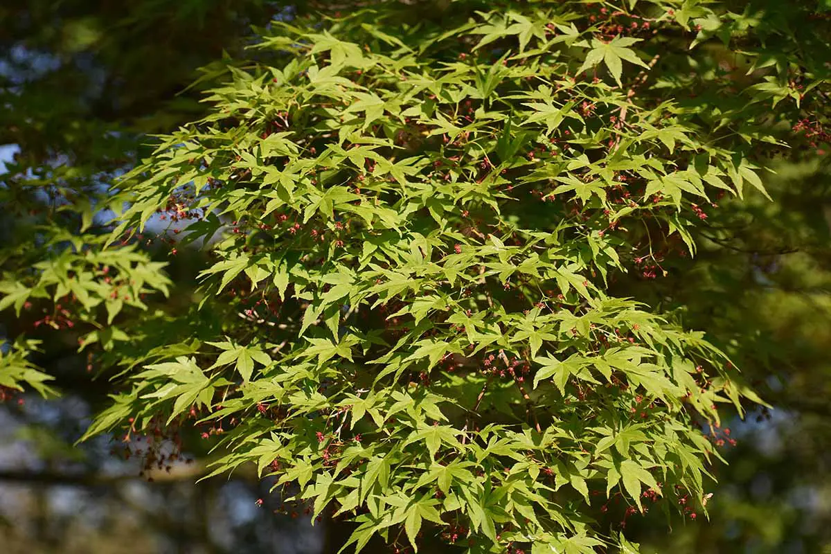 Una imagen horizontal de primer plano del follaje verde de un árbol de arce japonés de corteza de coral que crece en el jardín fotografiado bajo el sol brillante sobre un fondo de enfoque suave.