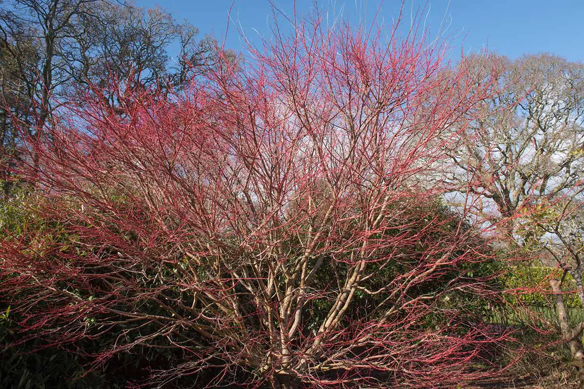 Una imagen horizontal de cerca de los tallos ornamentales de color rojo brillante de un árbol de arce japonés de corteza de coral caducifolio que crece en el jardín.