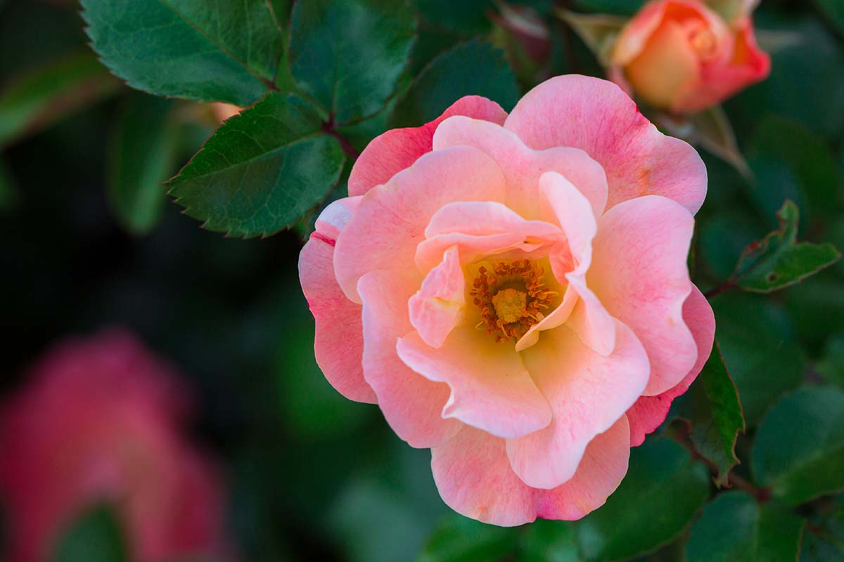 Una imagen horizontal de primer plano de Rosa 'Coral' que crece en el jardín representada en un fondo de enfoque suave.
