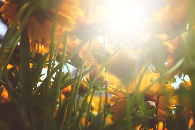 Una imagen horizontal de primer plano de la parte inferior de las flores nativas de coreopsis que crecen en el jardín fotografiado bajo el sol de la tarde.