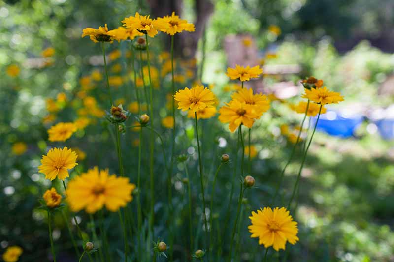 Una imagen horizontal de primer plano de flores amarillas que crecen en el jardín representada en un fondo de enfoque suave.
