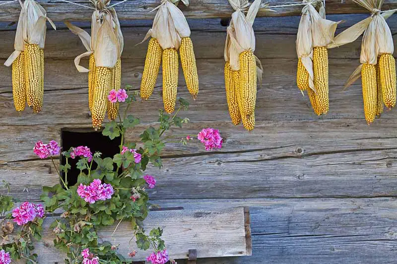 Una pared rústica de madera con mazorcas de maíz colgando de una cuerda para secarse, con flores rosas en primer plano.